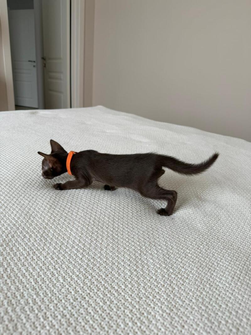 Aurora Oriental Shorthair female chocolate - live animals