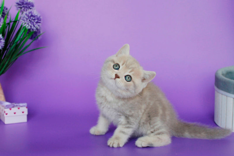Sapphir British Shorthair male, lilac tabby