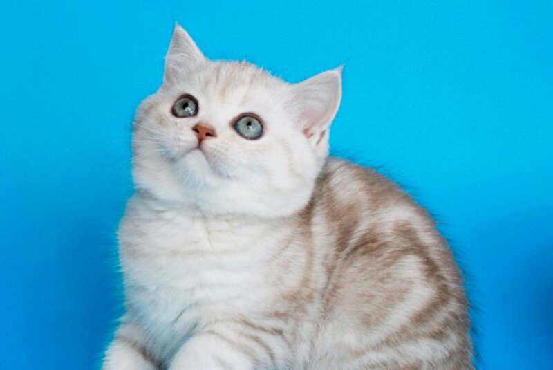 Xiolia British Shorthair female, chocolate silver tabby