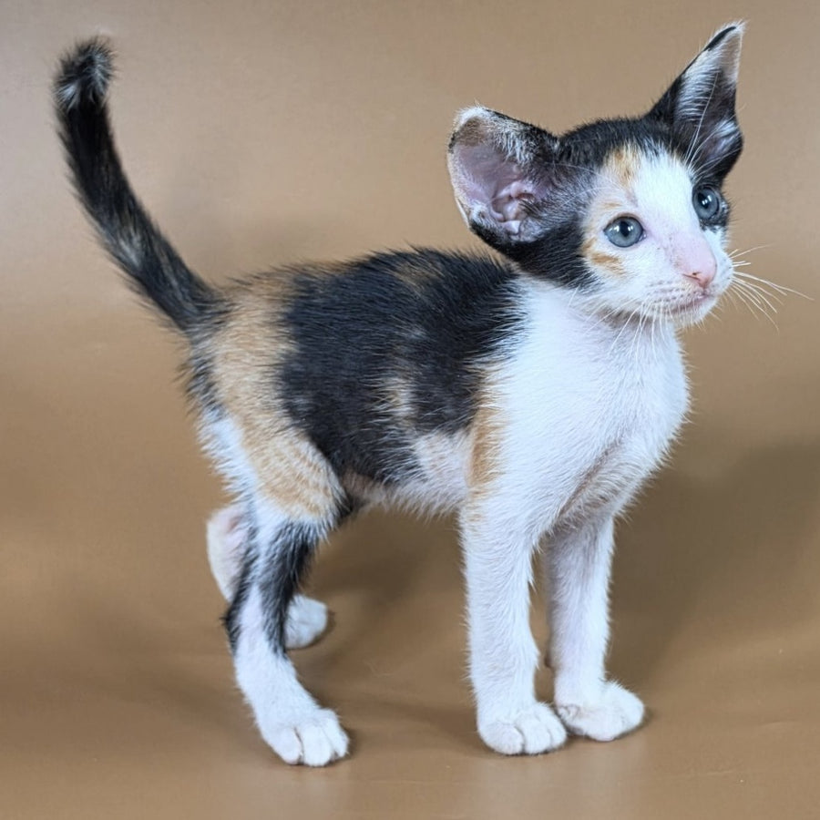 Dessert Rose Oriental Shorthair female, black tortie bicolour