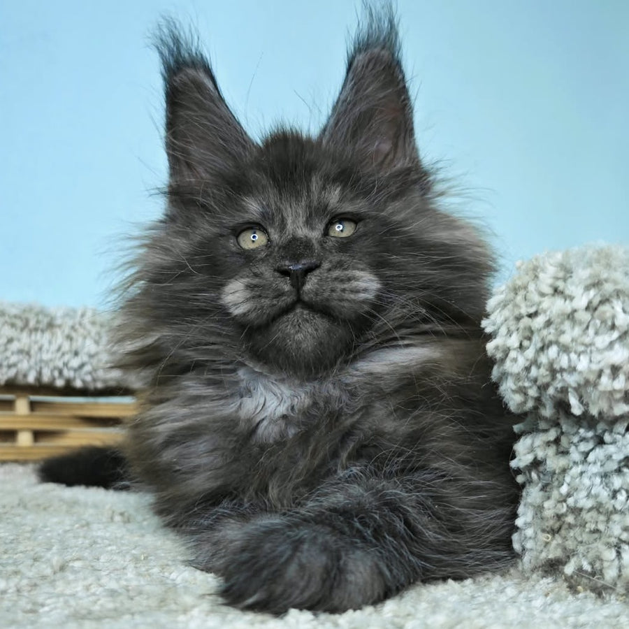 Harry Maine Coon male, black silver
