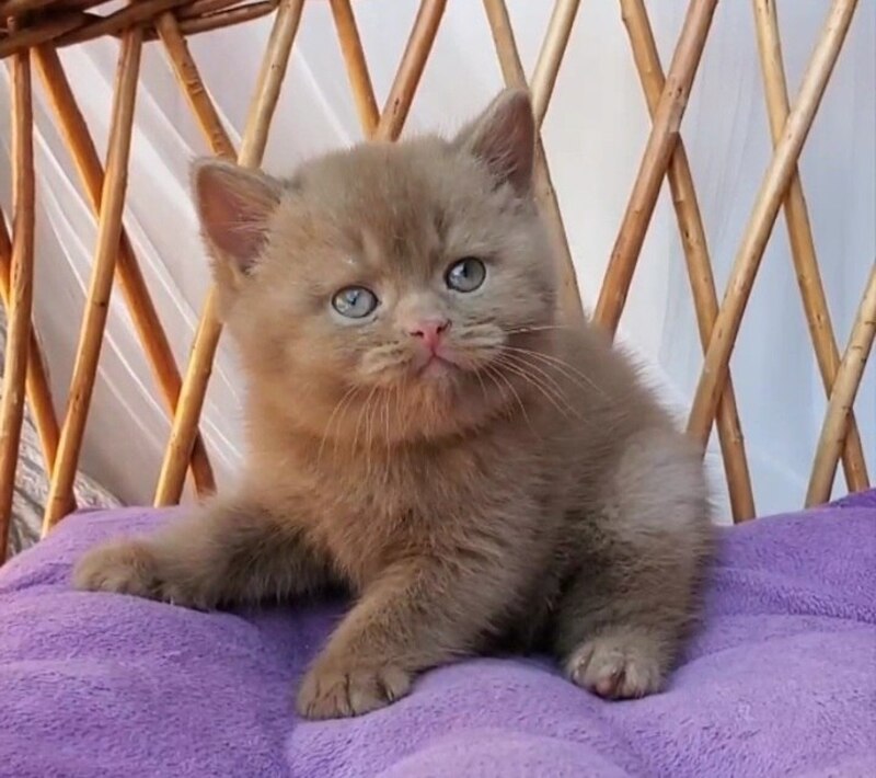 Yara British Shorthair female, cinnamon