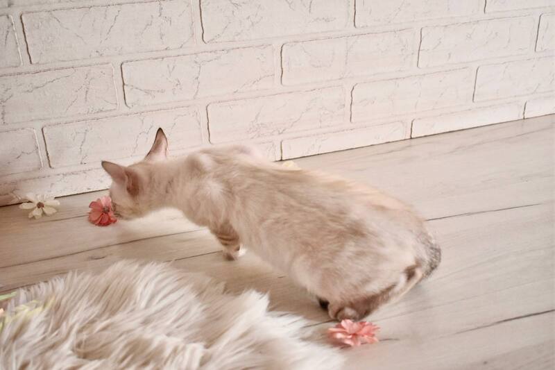 Sneja Bengal female black spotted tabby pointed - live animals