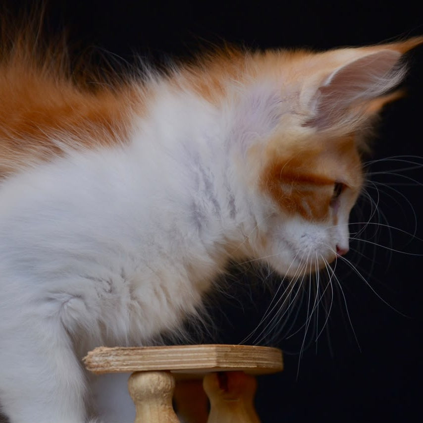 Zephyr Maine Coon male, red bicolour tabby