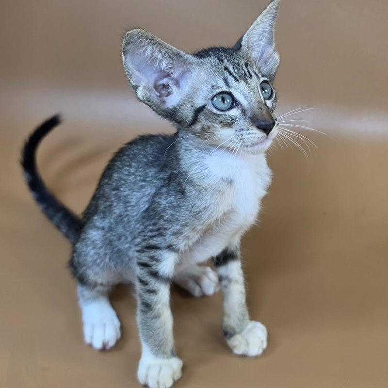 Yoshi Oriental Shorthair male, black spotted tabby mitted
