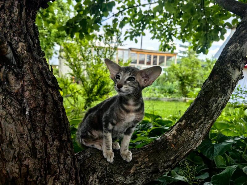 Mauti yeti Oriental Shorthair female blue tortie tabby - live animals