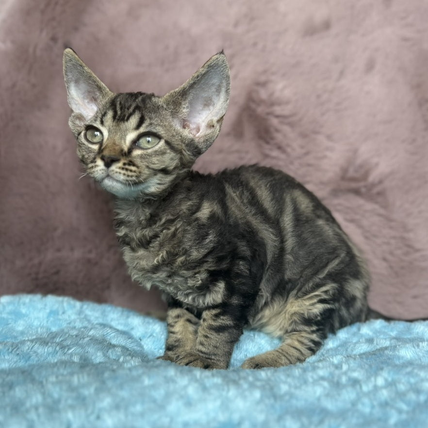 Xanti Devon Rex female, black tabby