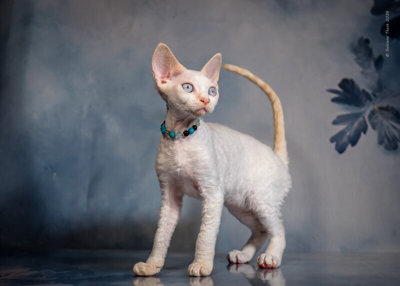 Ice Cream Devon Rex male red pointed - live animals