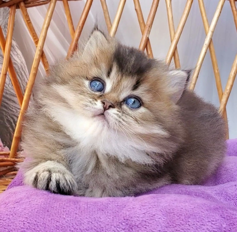 Zachar British Longhair male black golden ticked tabby - live animals