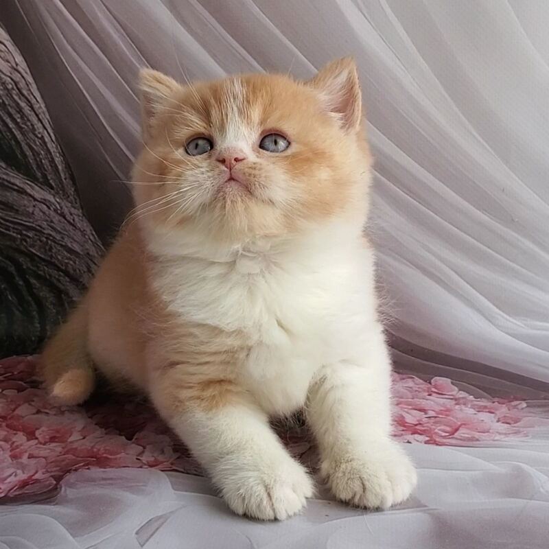 Unique British Shorthair male red bicolour - live animals
