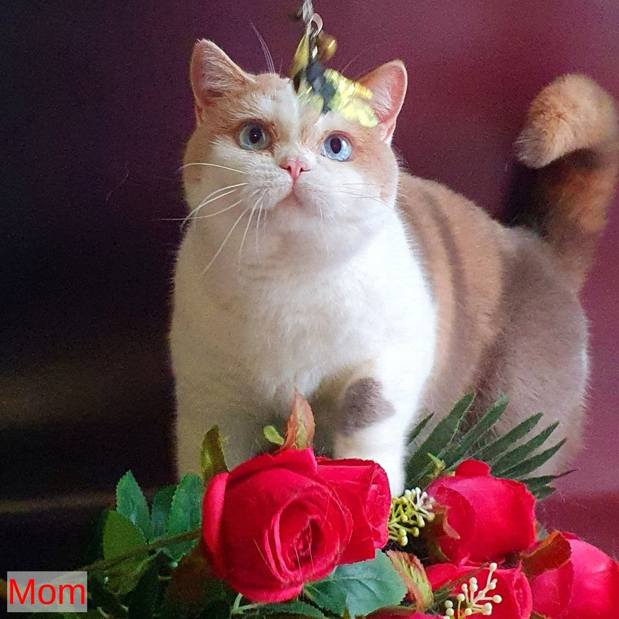 Dionis British Shorthair male, cream