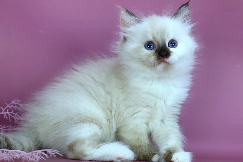 Elli Siberian female black tortie with white pointed - live animals