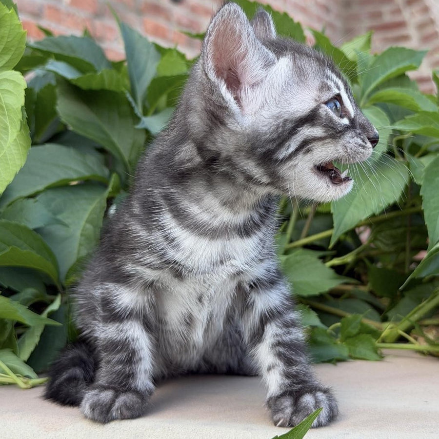 Christian Bengal male, black silver spotted tabby