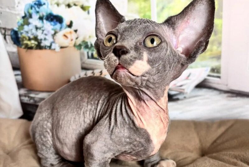 Barni Bambino male blue bicolour - live animals