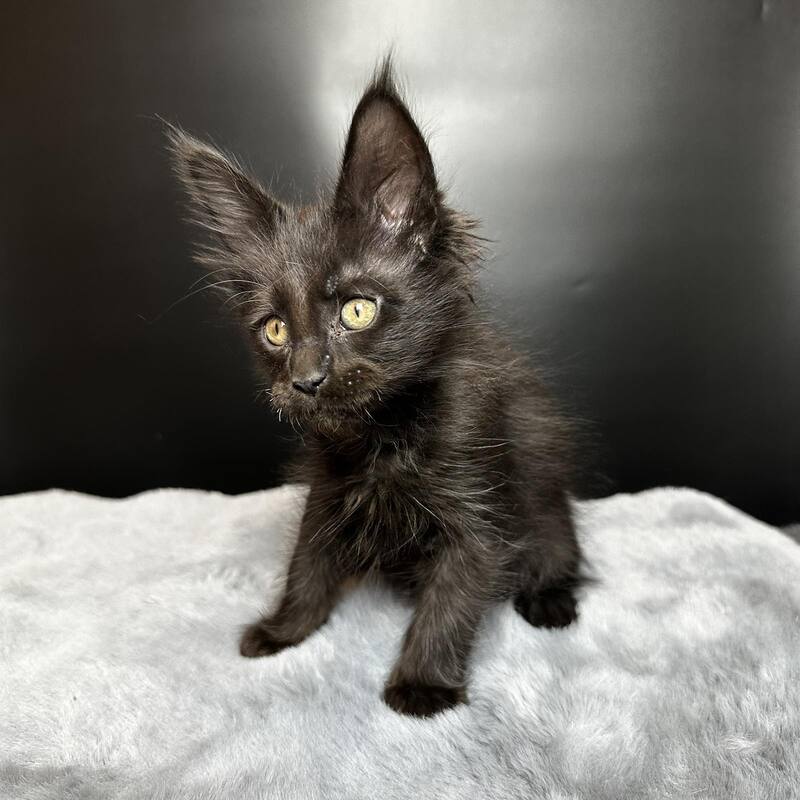 Boston Maine Coon male black - live animals