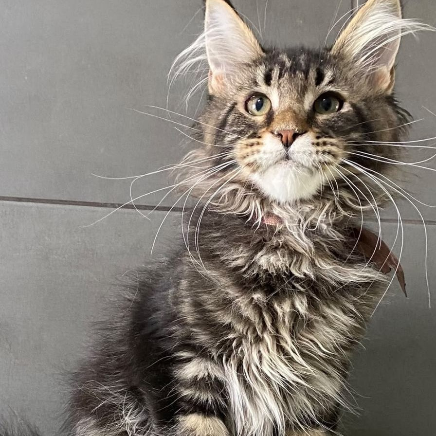 Albasatin Maine Coon male, black tabby