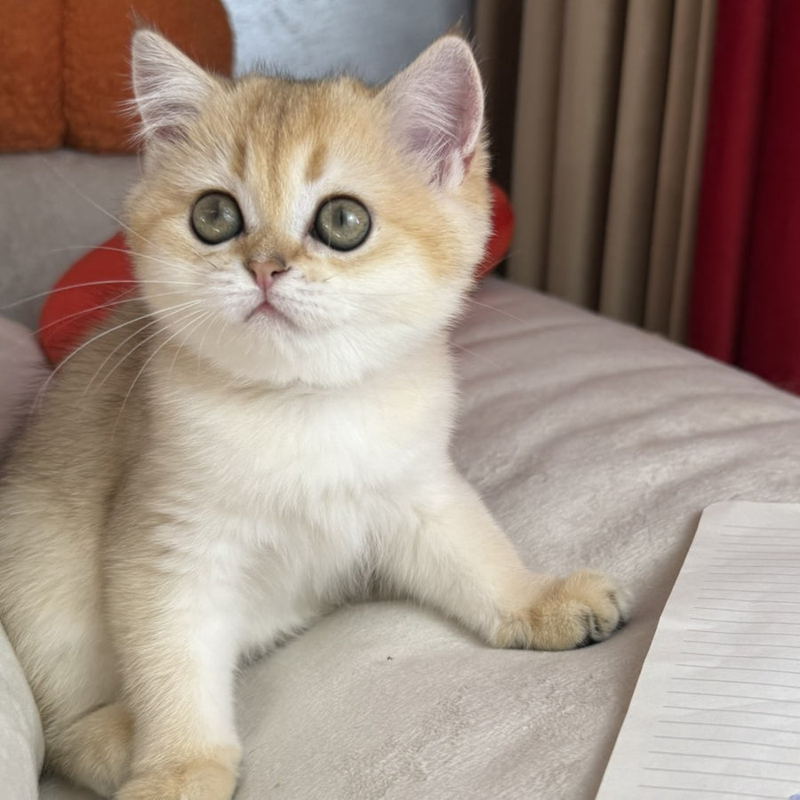 Elvira Scottish Straight female, black golden shaded
