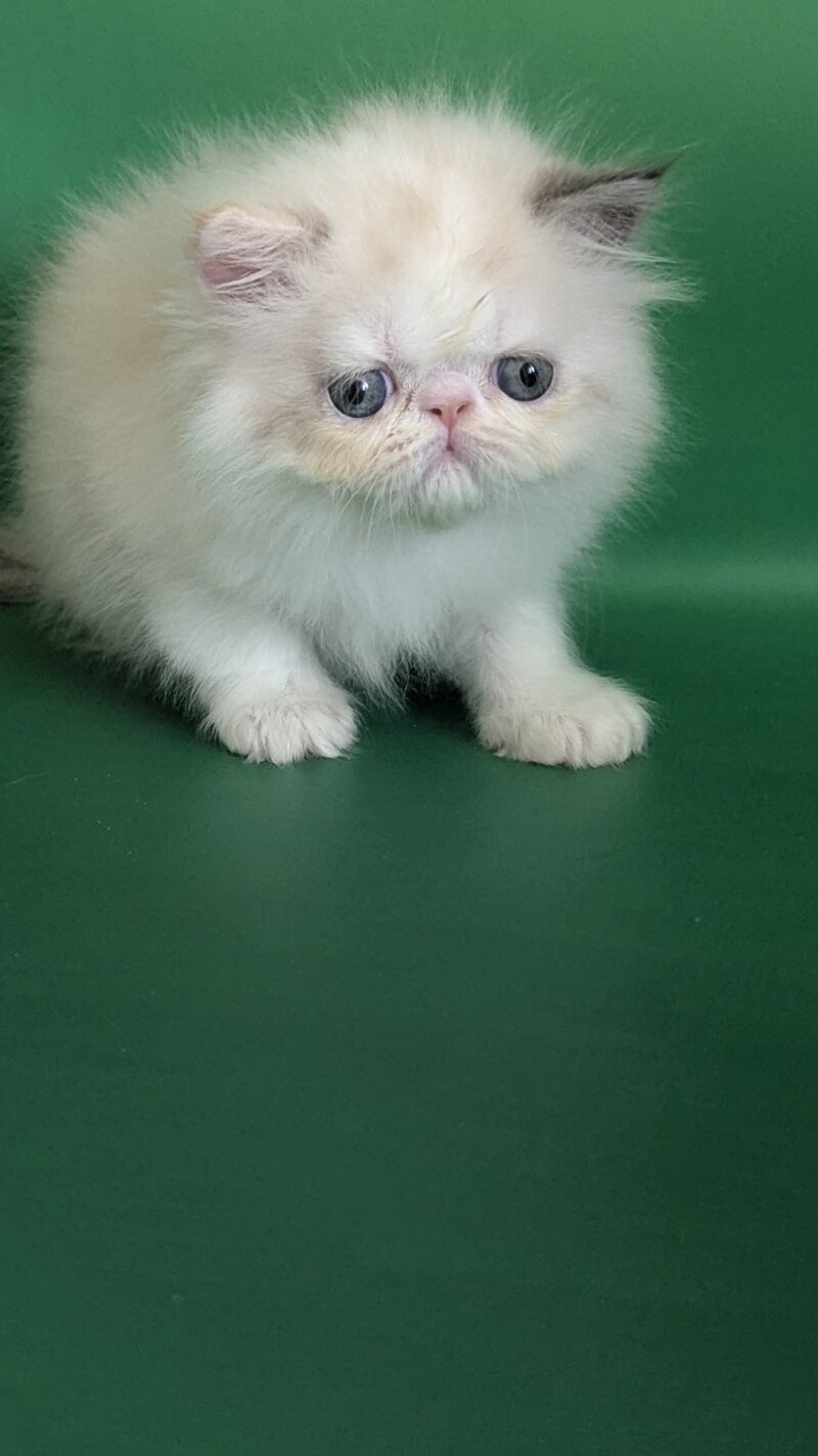 Nelli Persian female, blue tortie pointed bicolour