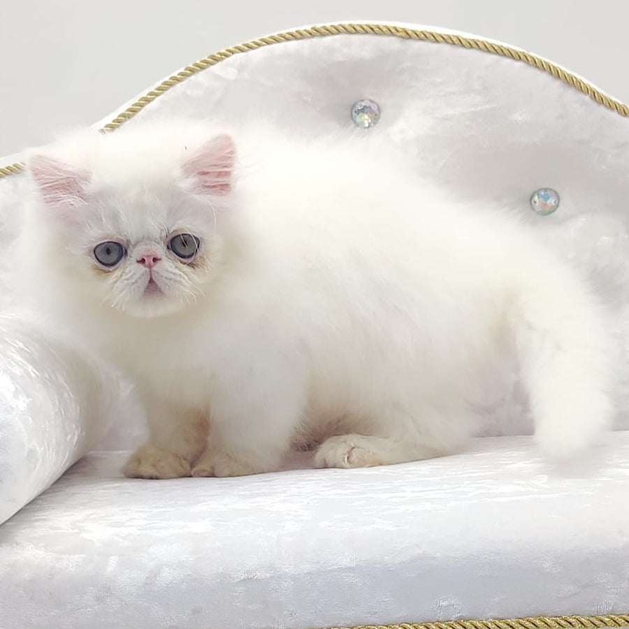 Shiro Persian male, white