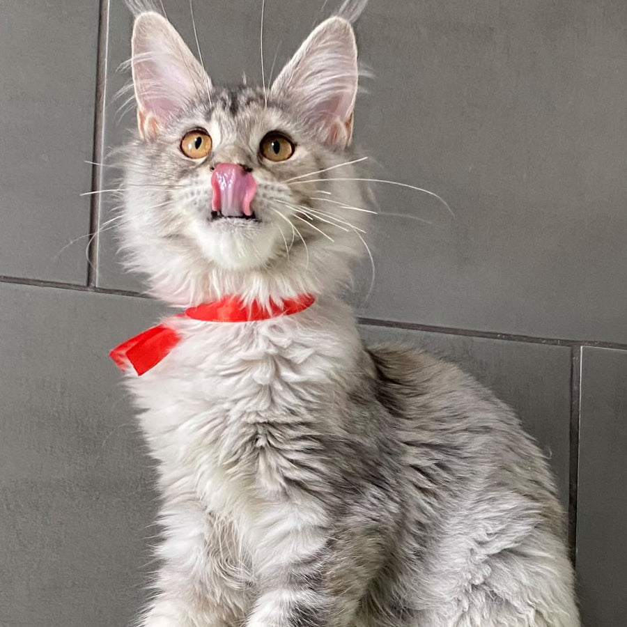 Western Dream Maine Coon female, black tortie silver tabby