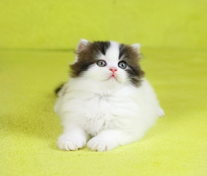Favorite Scottish Straight male black van tabby - live animals