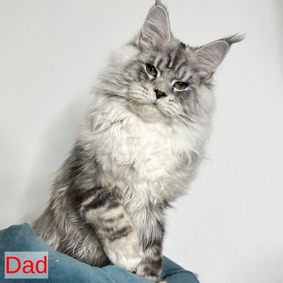 Frank Maine Coon male, red silver tabby