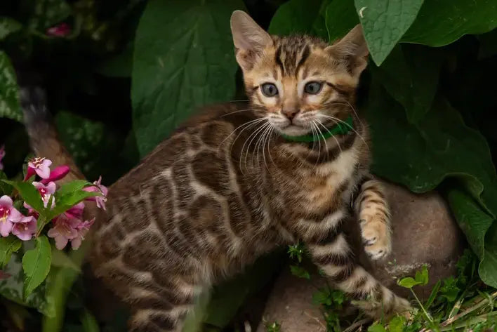 Valentino Bengal male, black spotted tabby