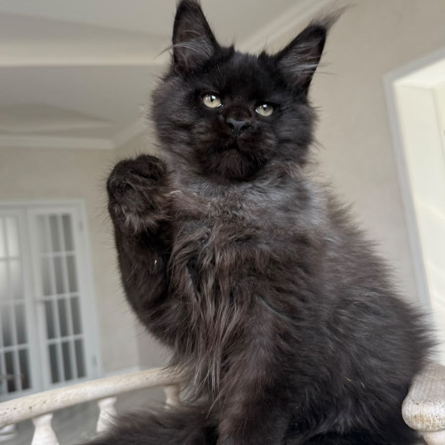 Tibet Maine Coon male, black silver