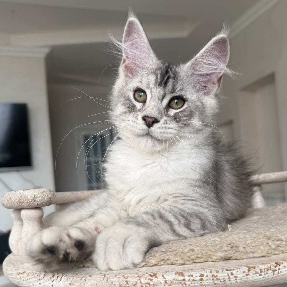 Pegasus Maine Coon male, black silver tabby