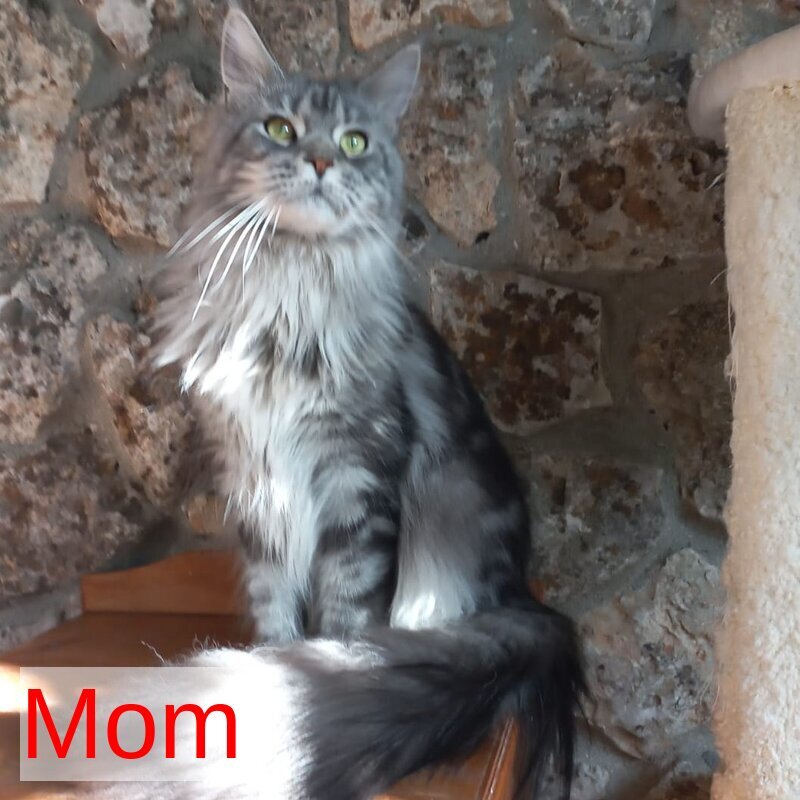 Mystic Maine Coon polydactyl 6x6x6x6 male, black tabby