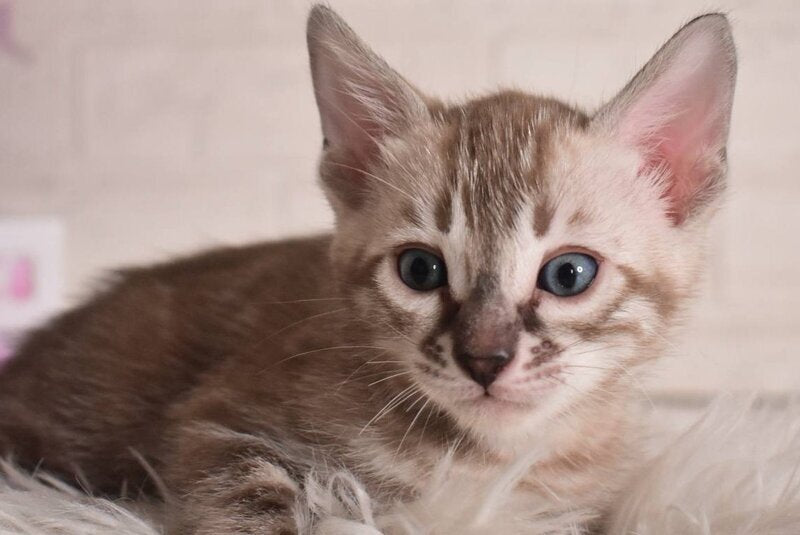 Ponchik Bengal male snow mink charcoal - live animals