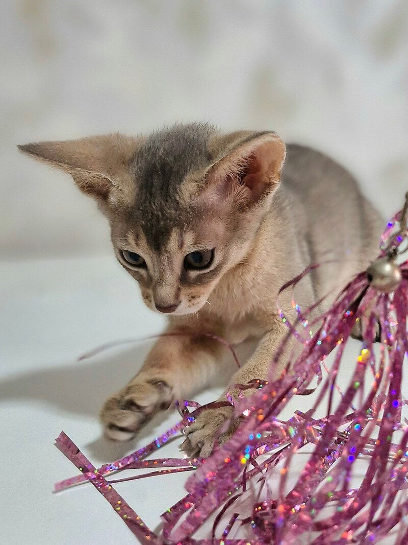 Isida Abyssinian female cinnamon - live animals