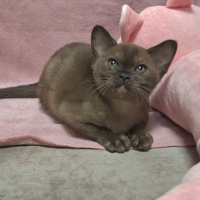 Hanna Burmese female, black