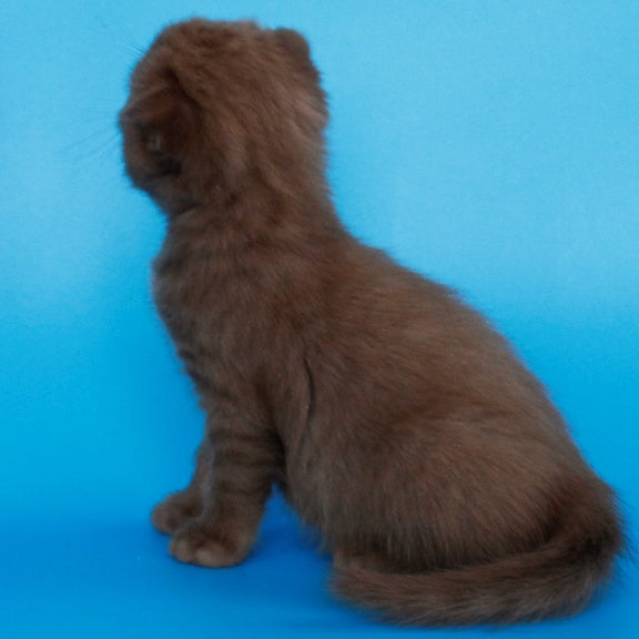 Alisa Scottish Fold female, cinnamon