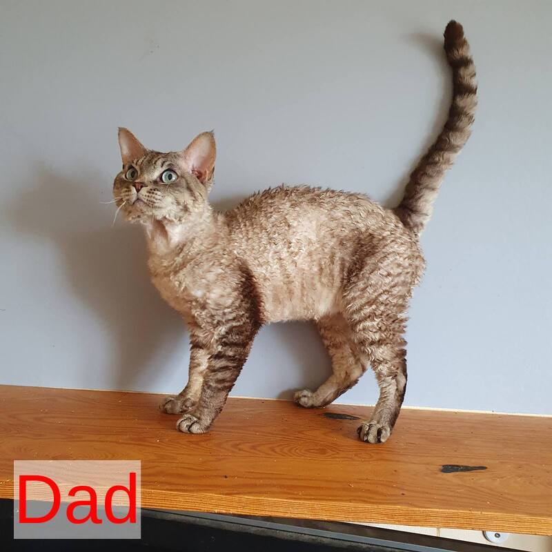 Samantha Devon Rex female black tabby pointed - live animals