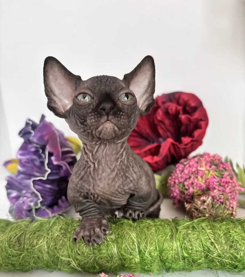 Bali Bambino male black - live animals
