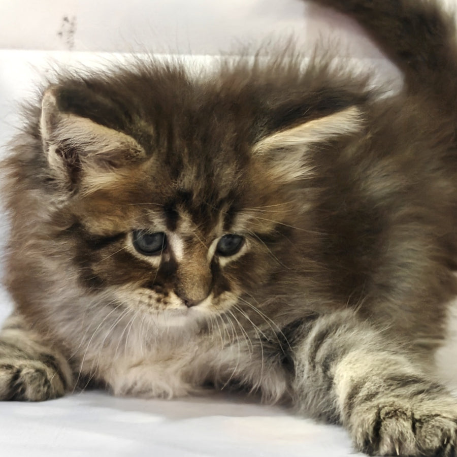 Barbie Maine Coon polydactyl 6x6x6x6 female, black tabby