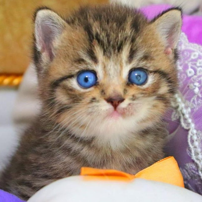 Naum British Shorthair male, black ticked tabby