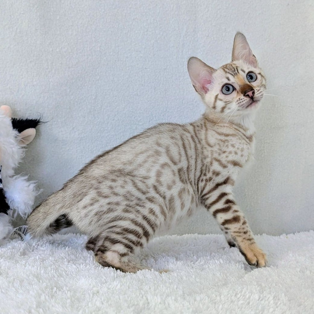 Celeste Bengal female, black silver spotted tabby pointed