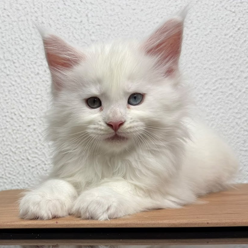 Bentley Maine Coon female, white