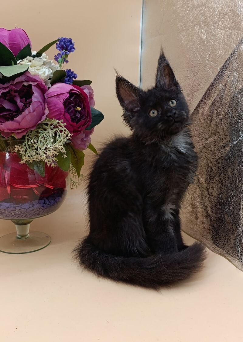 Isabelle Maine Coon female black silver - live animals