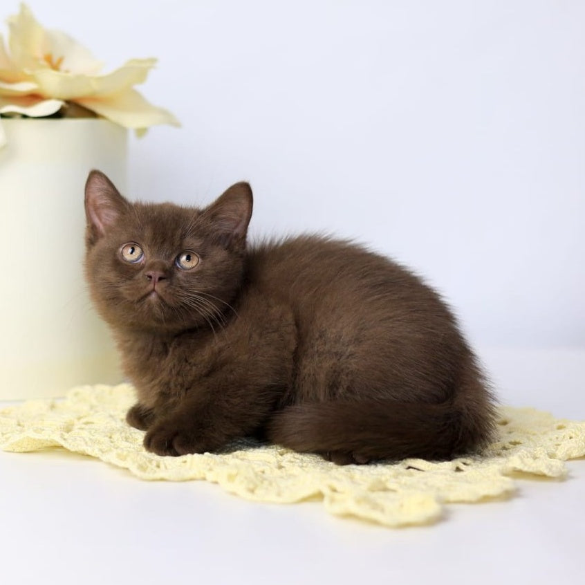 Yahont British Shorthair male, chocolate