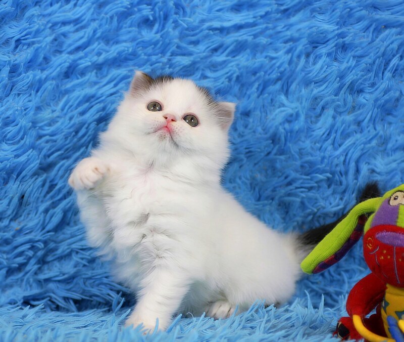 Eddi Scottish Straight male black tabby harlequin live animals