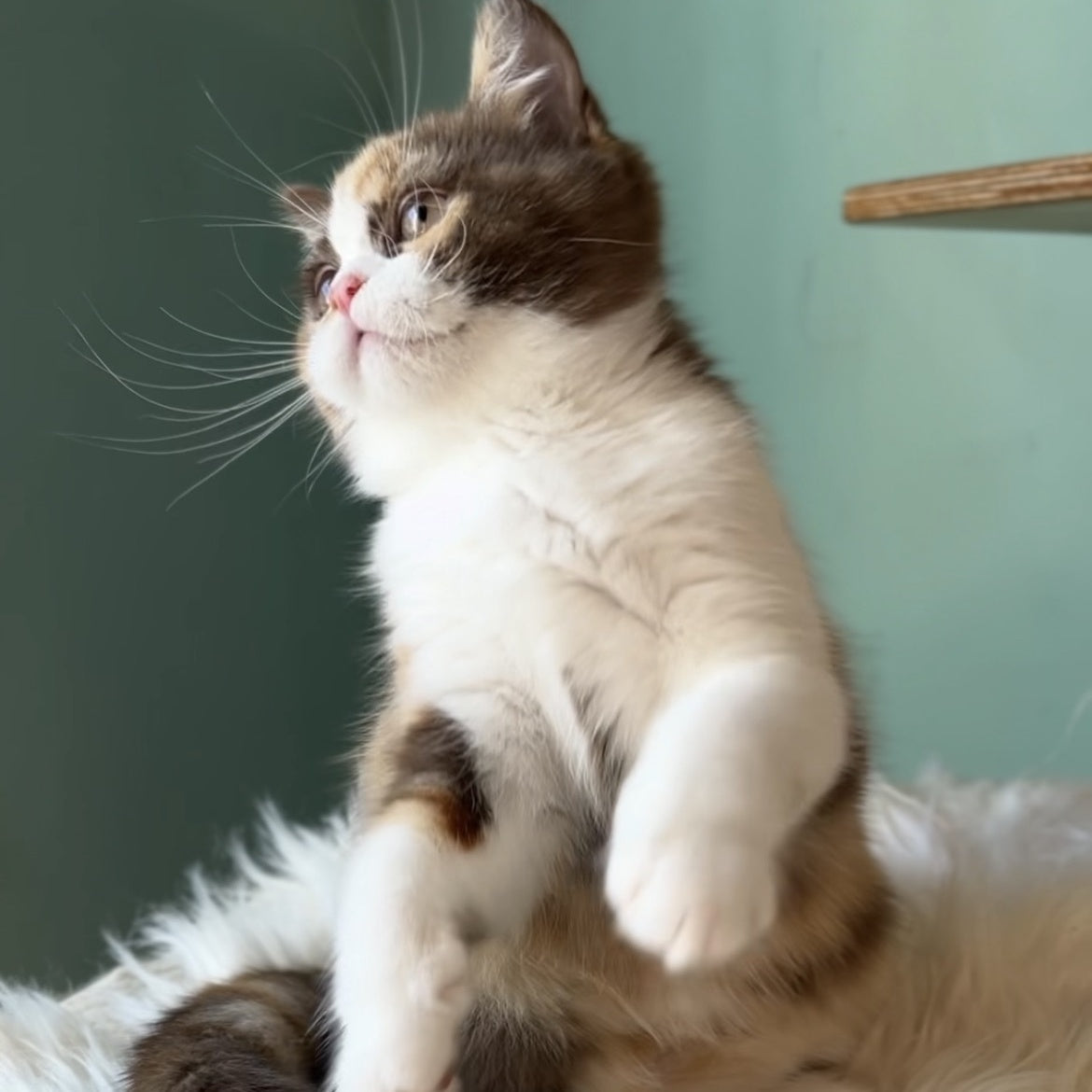 Enigma British Shorthair female, chocolate tortie bicolour