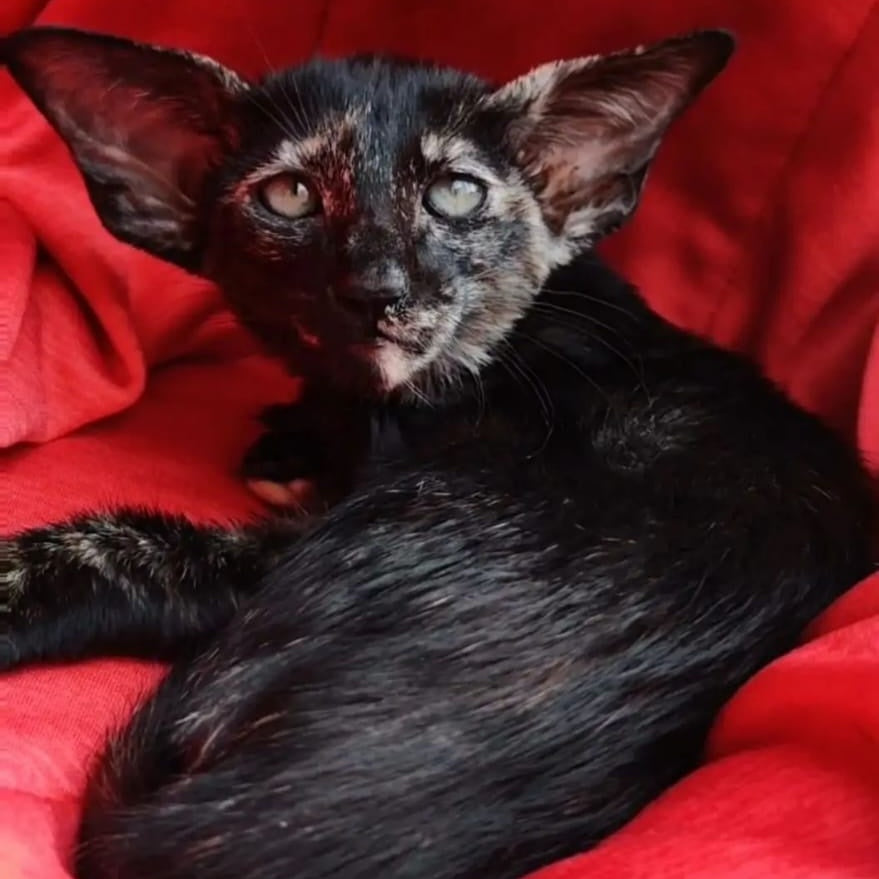 Yana Oriental Shorthair female, black tortie