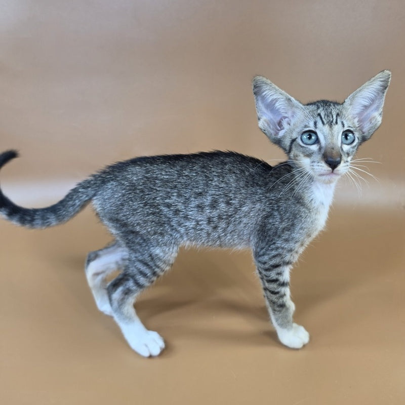 Yoshi Oriental Shorthair male, black spotted tabby mitted