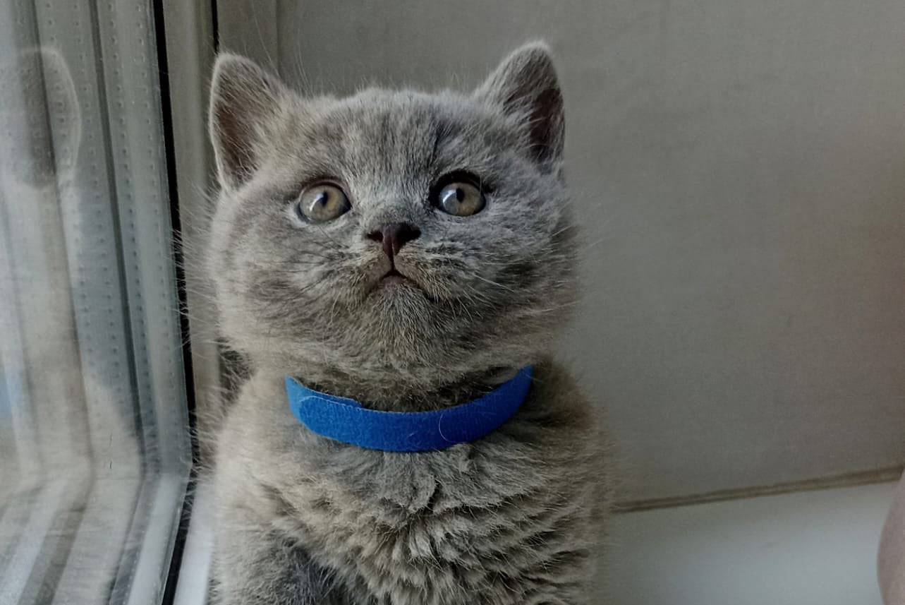 Garry British Shorthair male, blue