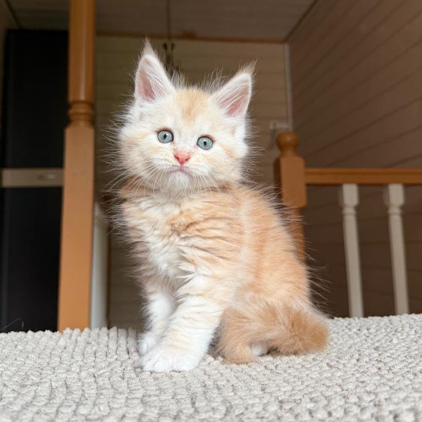 Champ Maine Coon male, red silver tabby