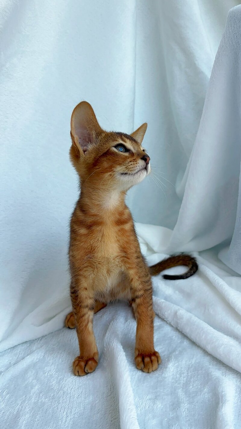 Saimon Abyssinian male, ruddy