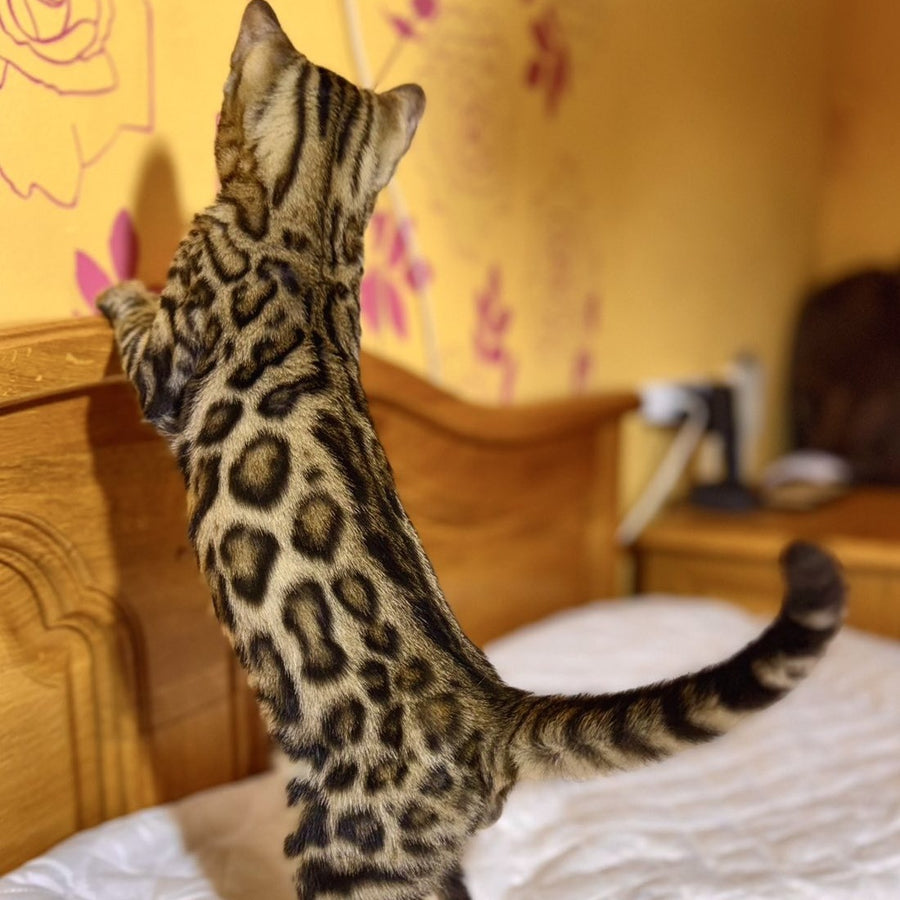Kasper Bengal male, black spotted tabby